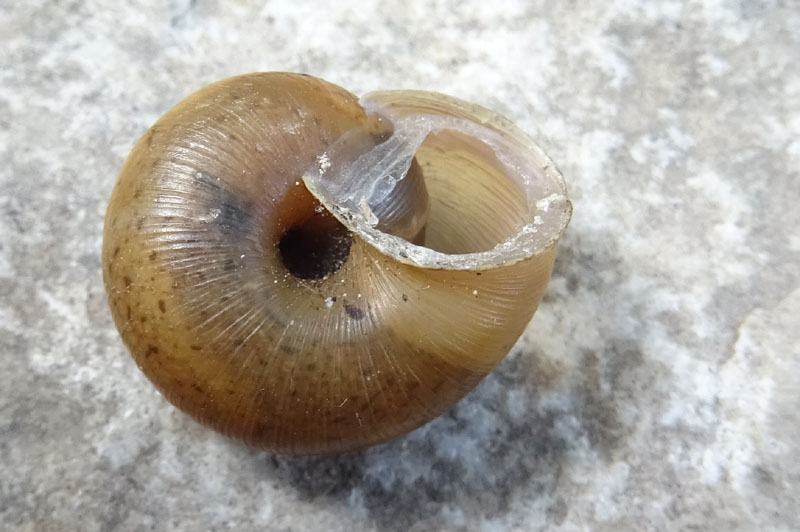 Euomphalia strigella o Monachoides incarnatus ?...Euomphalia